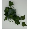 Ivy Geocache